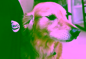 CEVA Animaux de compagnie : Chien