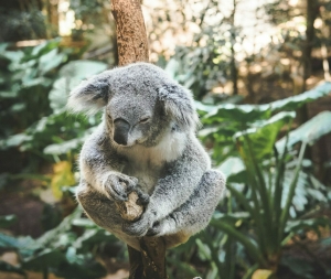 a koala on a branch in a deep forest
