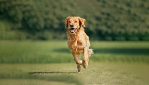 Golden retriever running