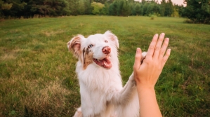 Dog with hand