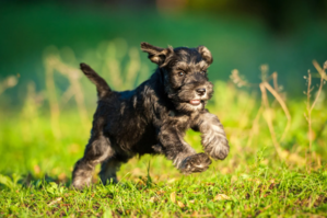 schnauzer: the black dog running