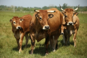Herd of cows