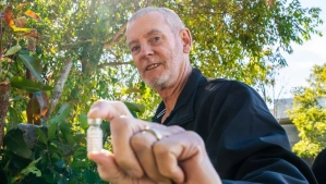 Vaccine approved to fight the spread of chlamydia in koalas