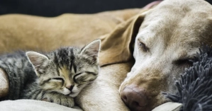 Dog and cat sleeping