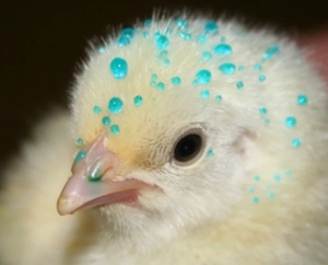 Ceva receives US patent for innovative delivery system of treating poultry