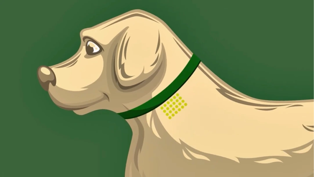 En vidéo, Le collier YOOS améliore le confort articulaire du chien